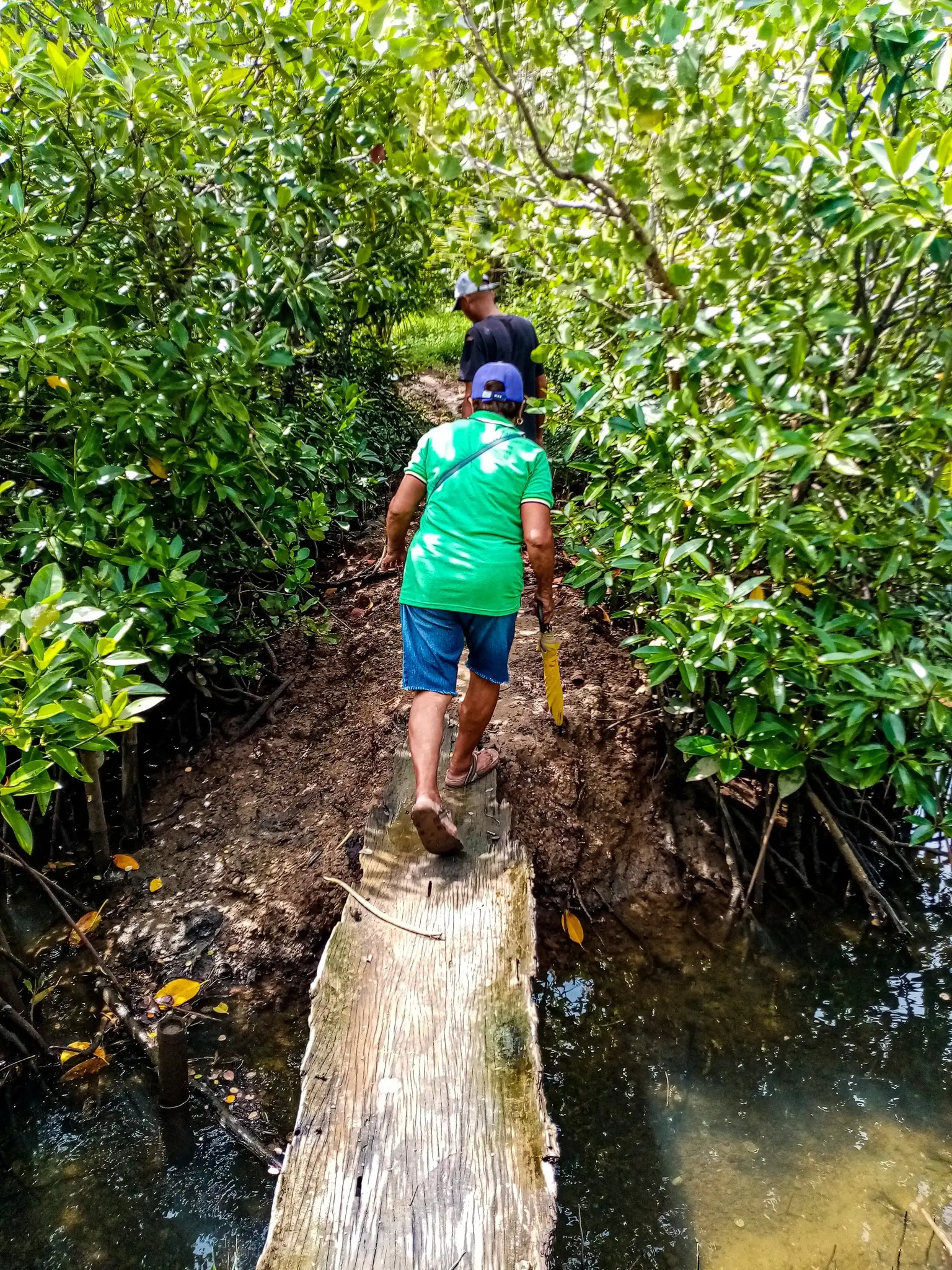 Field participants walking through a mangrove forest
