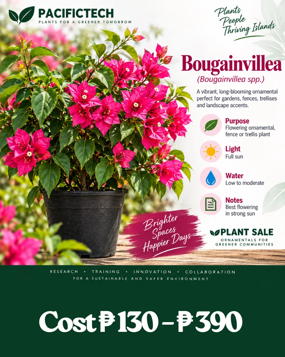 Bougainvillea