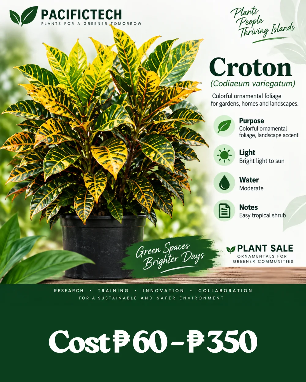 Croton