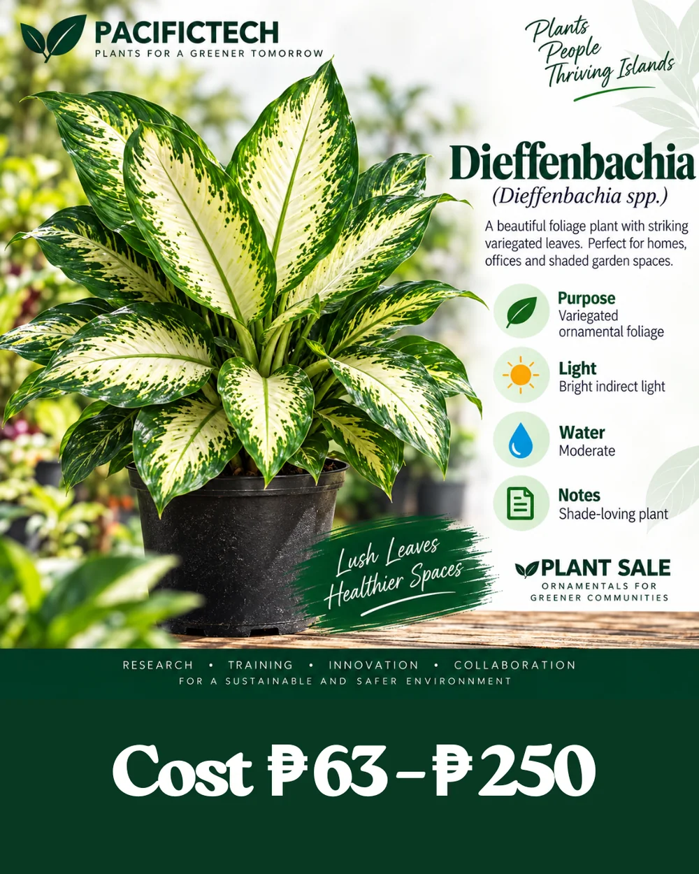 Dieffenbachia
