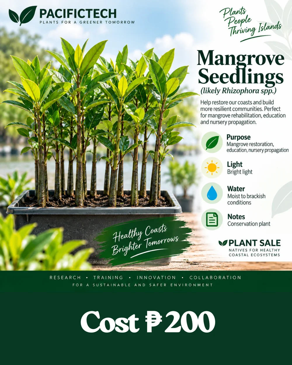 Mangrove Seedlings