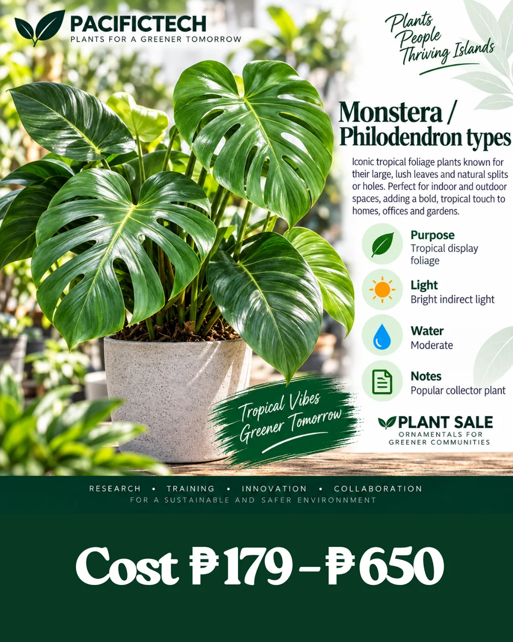 Monstera / Philodendron types