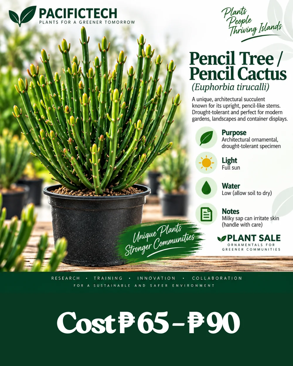 Pencil Tree / Pencil Cactus