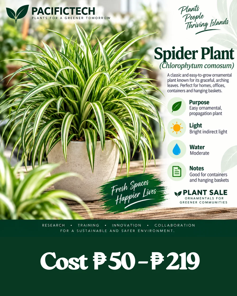Spider Plant