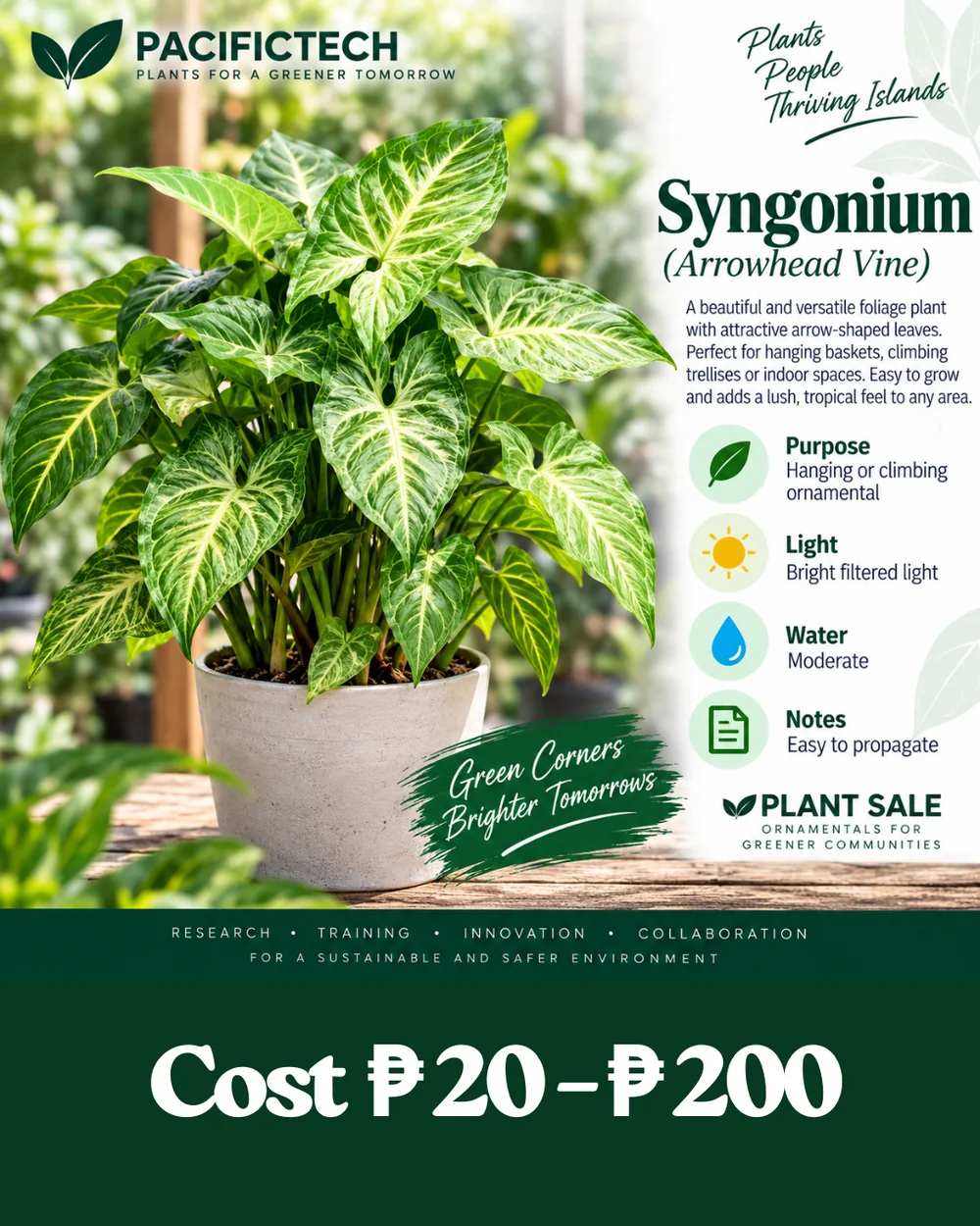 Syngonium