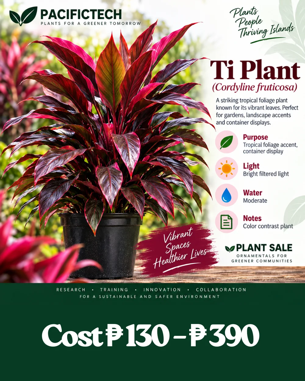Ti Plant