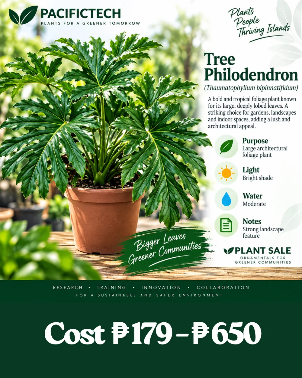 Tree Philodendron